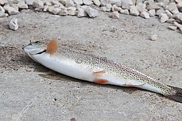 鱒魚,捕魚,掛鉤