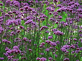 花的,背景,鮮花