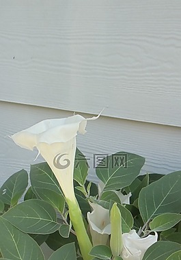花,盛開,白