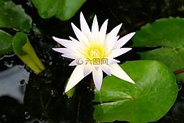 莲花,白,自然