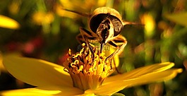 蜜蜂,開花,宏
