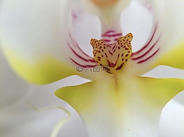 花,前景色,性質(zhì)