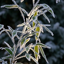 冰,冬天,雪