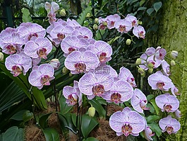 蘭花,新加坡,公園