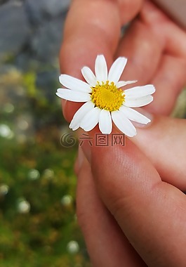 雛菊,前景色,白