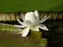 新加坡,公园,植物园