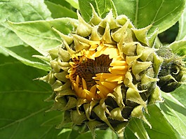 太陽(yáng)花,性質(zhì),黃色