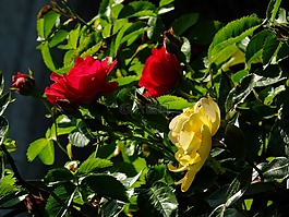 玫瑰,野生玫瑰,薔薇