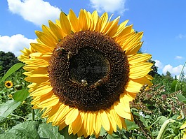 太陽花,性質(zhì),黃色