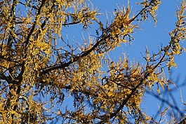 落葉松,樹,黃色