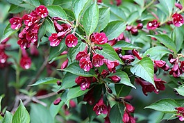 锦,灌木,红色的花朵