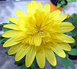性質(zhì),花,黃色