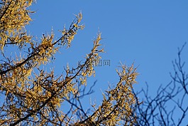 落葉松,樹,黃色