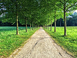 景观,树,allee
