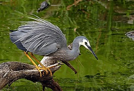 白色面蒼鷺,鳥,野生動物