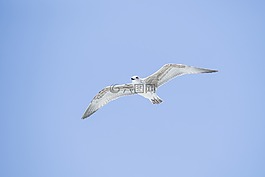 海鷗,鳥,白