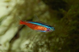 氖,魚,水族館