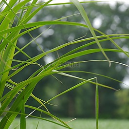 草,性質(zhì),景觀