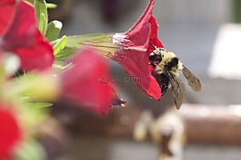 蜜蜂,花,甜