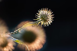花,太阳,夏季