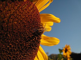 太陽花,蜜蜂,黃色