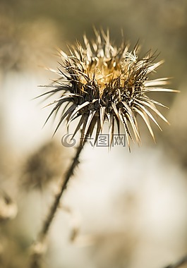 花卉,植物,性質(zhì)