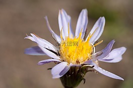 翠菊,紫色,花