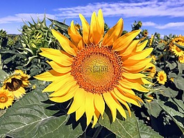 向日葵,植物,花