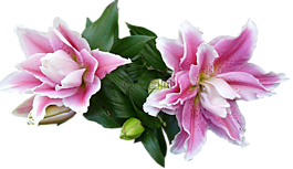 百合,鮮花,芽