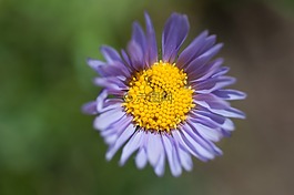 翠菊,紫色,花