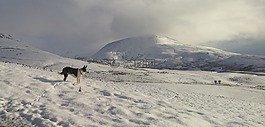 雪,山,狗