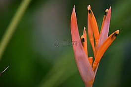 性質(zhì),植物,戶外活動