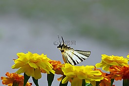 鮮花,萬壽菊,蝴蝶