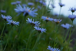 原野,花,紫色
