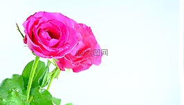 玫瑰,粉紅色,粉紅色的玫瑰花