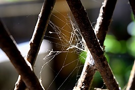 蜘蛛網(wǎng),灰色,黑暗