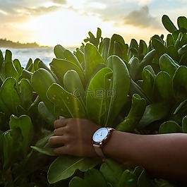 綠色,植物,自然