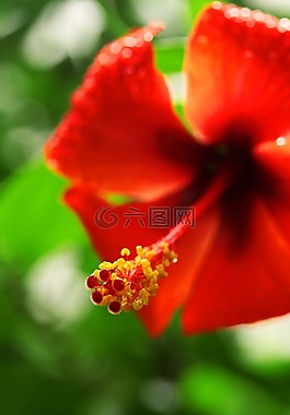 紅色,花卉,植物