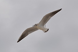 海鷗,鳥,翅膀