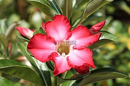 紅色的花,紅色,葉