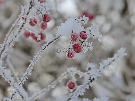弗羅斯特,冬天,漿果