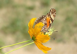 蝴蝶,性質,花園
