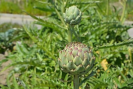 朝鮮薊,綠色,蔬菜