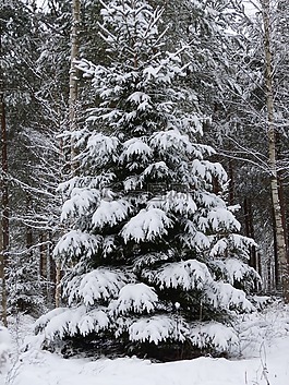 大,冬天,雪