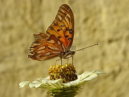 蝴蝶,花園,鮮花