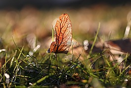 秋季,草地,性質(zhì)