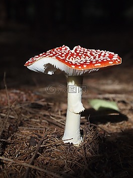 飛木耳,蘑菇,紅色飛木耳香菇