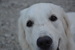 狗,金毛獵犬,女性