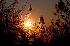 日落,蘆葦,太陽