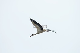 鳥,鸛,neusiedl 湖